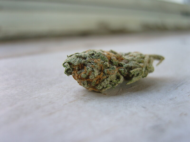 close-up of a cannabis bud