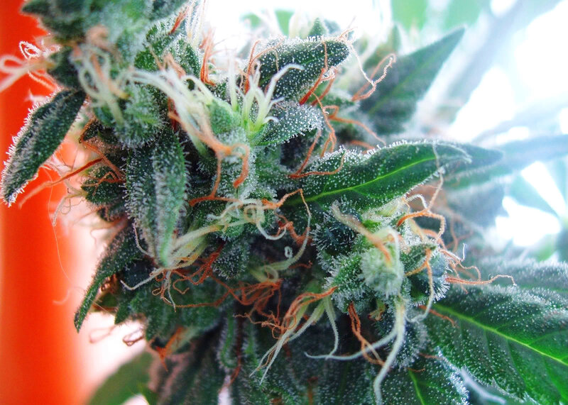close-up of a cannabis bud