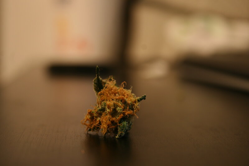 close-up of a cannabis bud