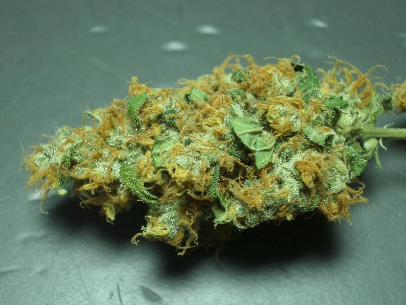 close-up of a cannabis bud