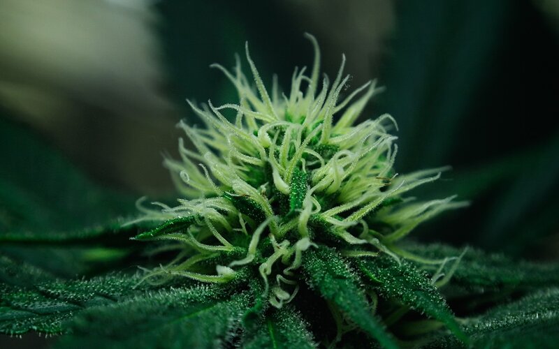 close-up of a cannabis flower