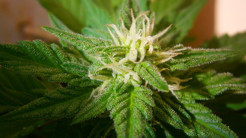 close-up of a cannabis flower