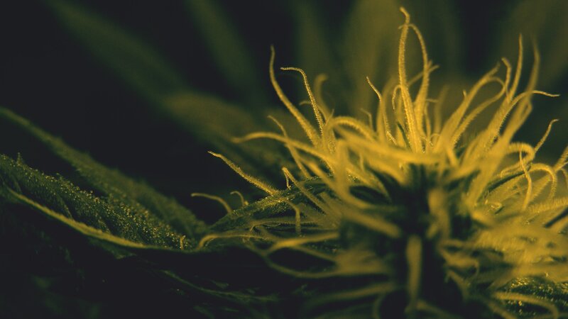 close-up of a cannabis flower