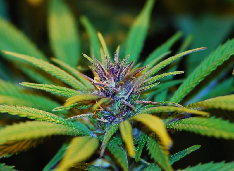 close-up of a cannabis flower