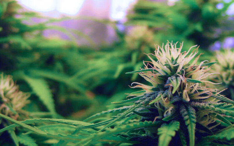 Close-up of a cannabis flower