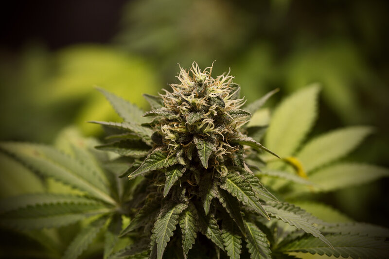 close-up of a cannabis flower