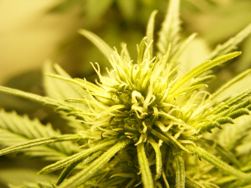 close-up of a cannabis flower