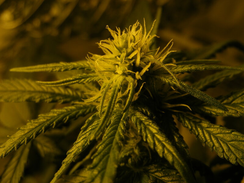 Close-up of a cannabis flower