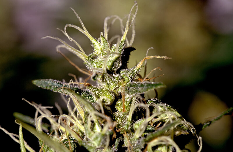 Close-up of a cannabis flower