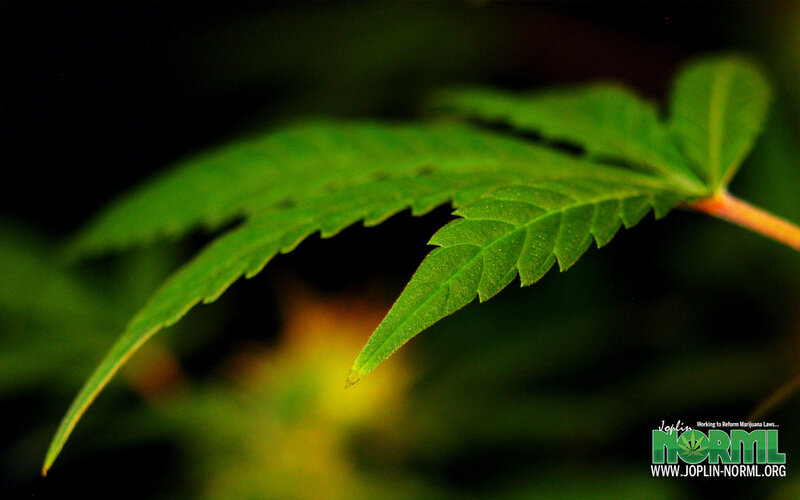 Close-up of a cannabis leaf