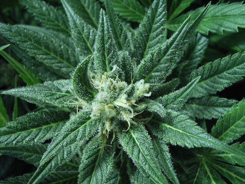 close-up of a cannabis plant