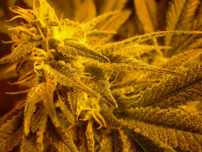 Close-up of a cannabis plant