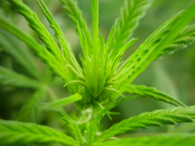 Close-up of a cannabis plant