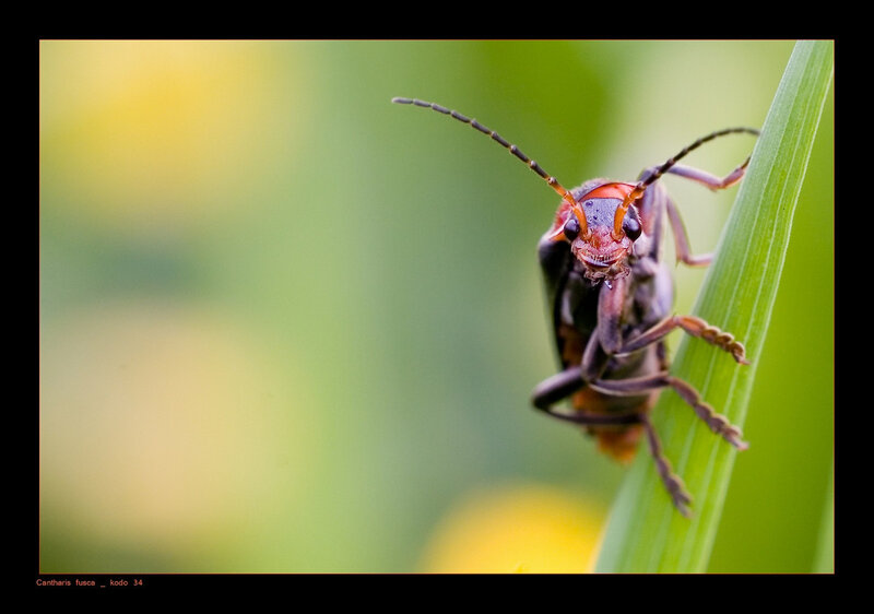 Close-up of a Cantharis fusca beetle