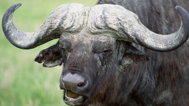Close-up of a Cape buffalo