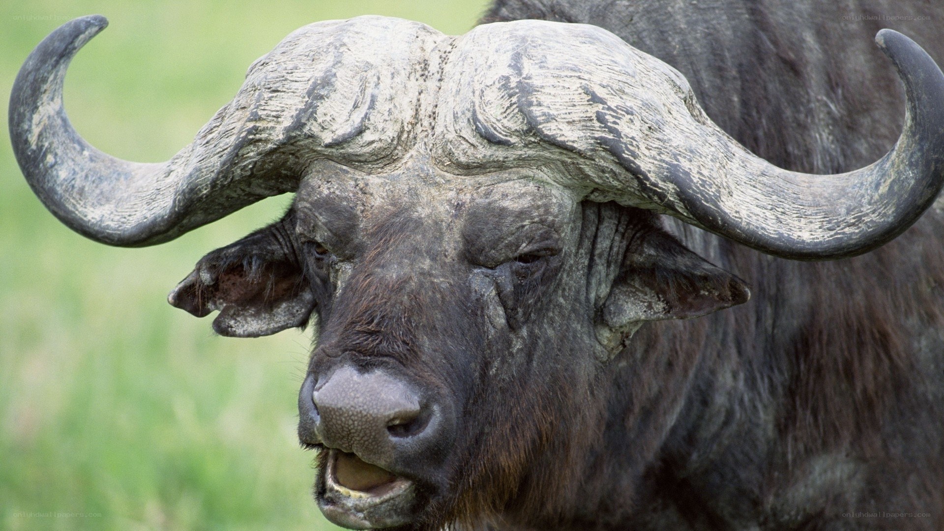 Close-up of a Cape buffalo
