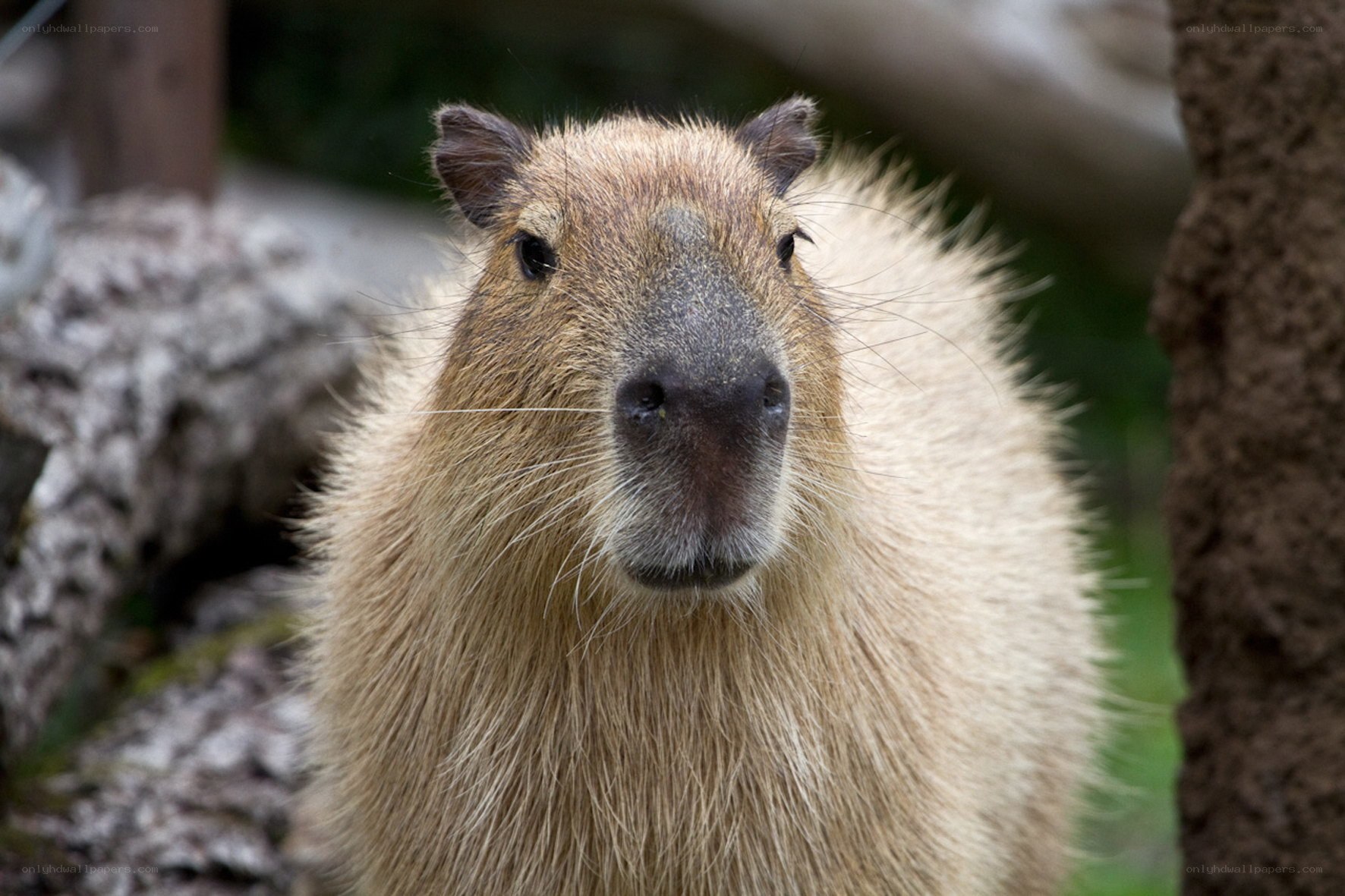 Close-up of a capybara