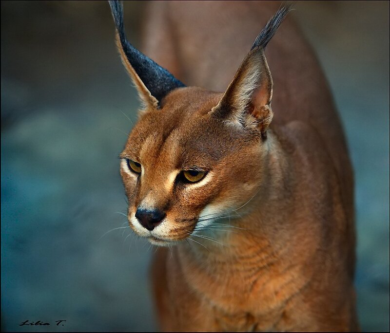 Close-up of a caracal