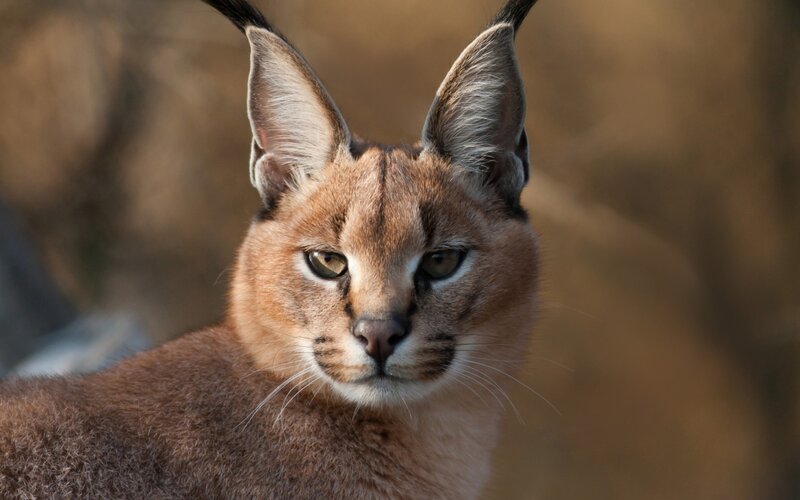 Close-up of a caracal