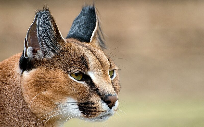 Close-up of a caracal