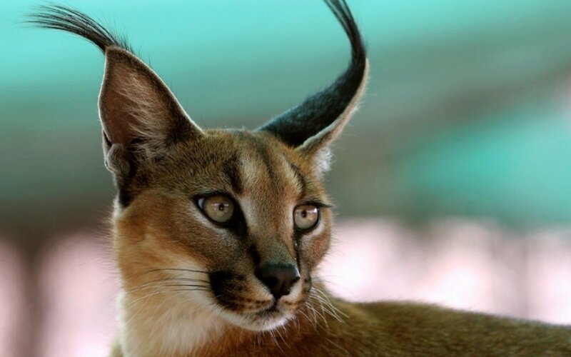 Close-up of a caracal cat