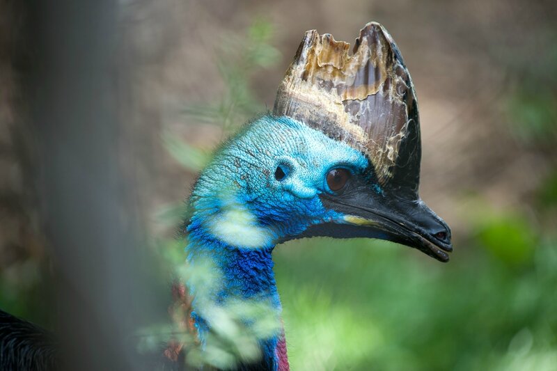 Close-up of a cassowary