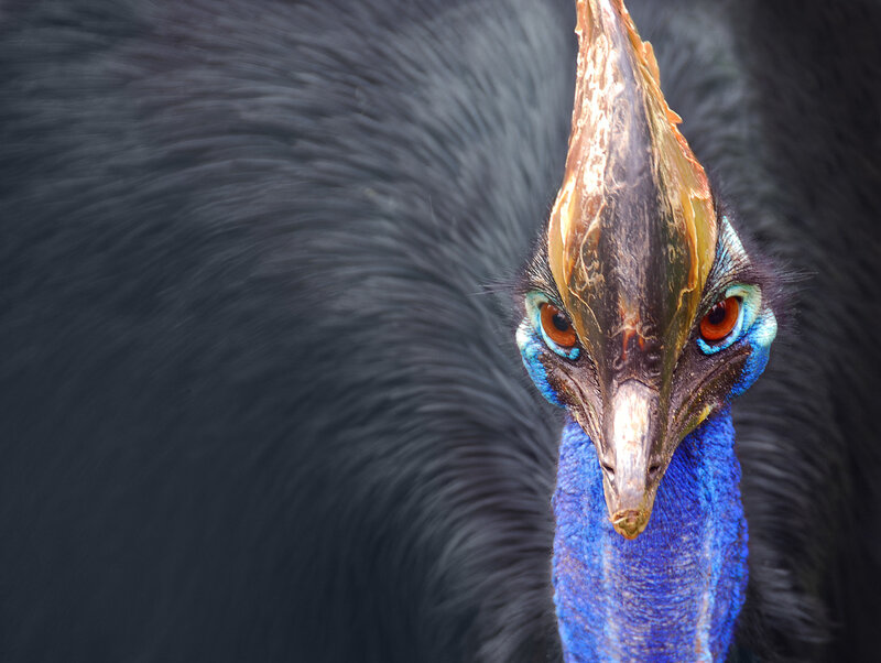 Close-up of a cassowary