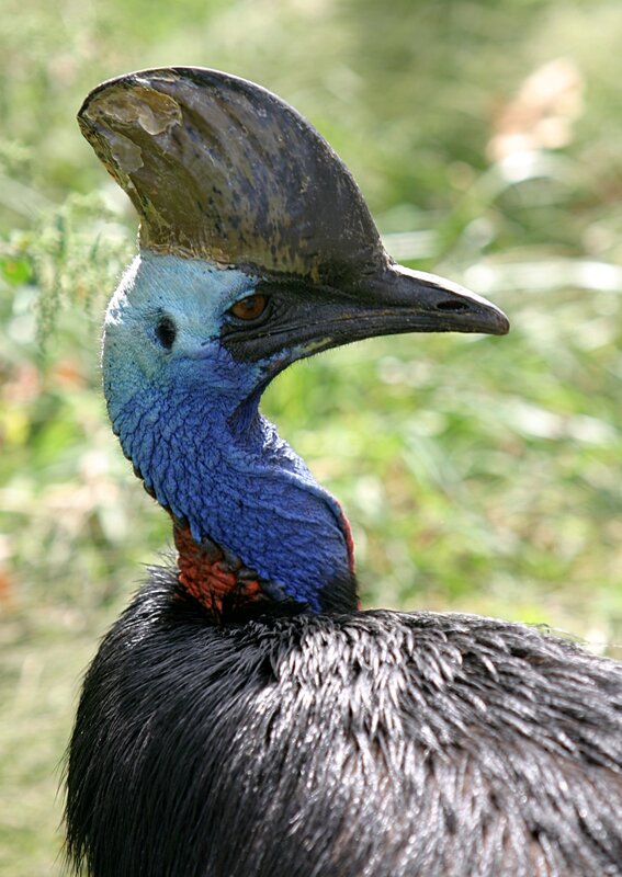 Close-up of a cassowary