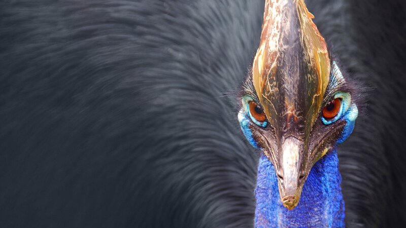 Close-up of a cassowary bird