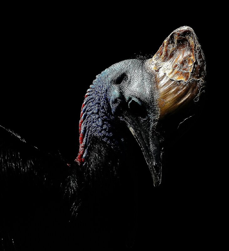 Close-up of a cassowary head