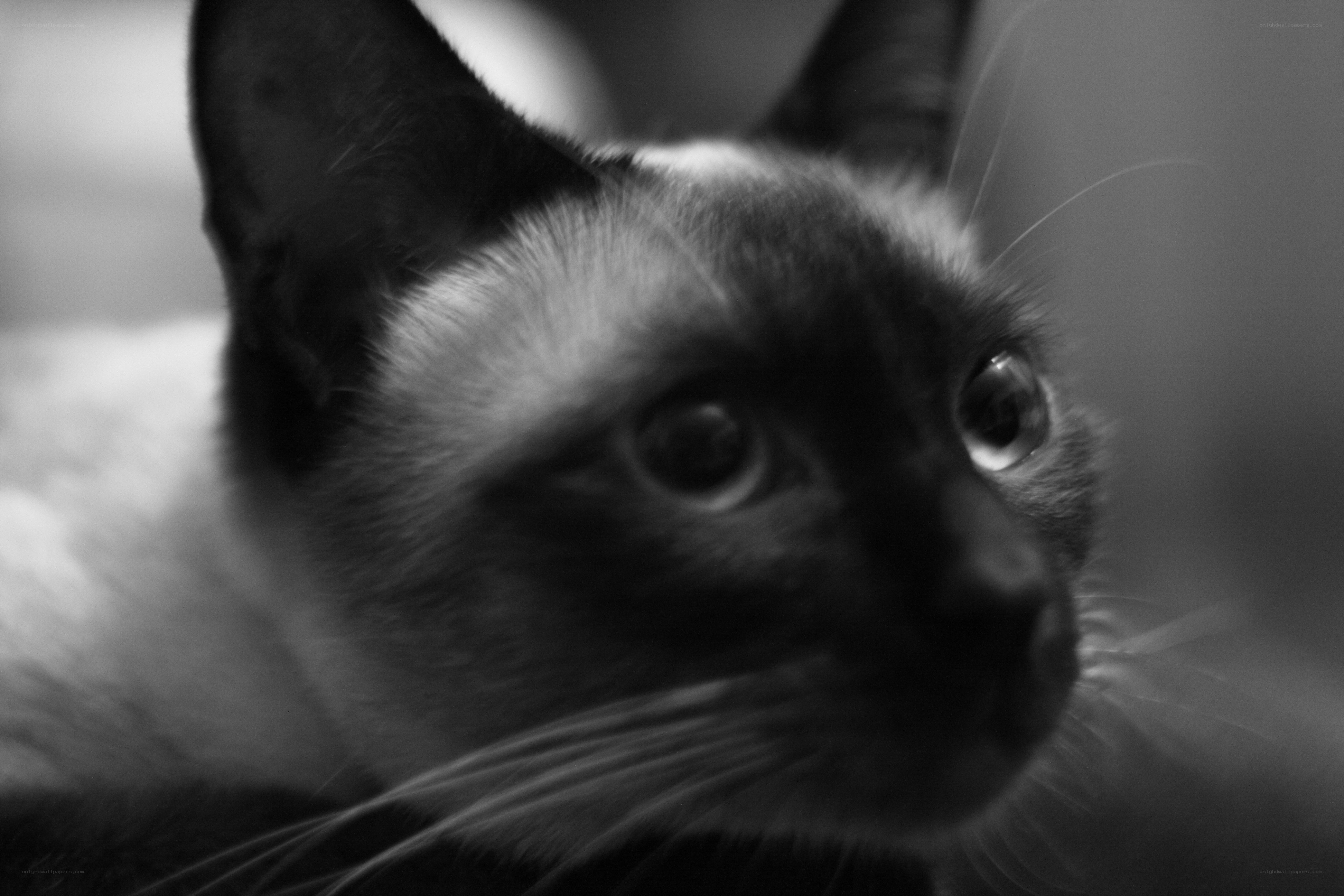 close-up of a cat