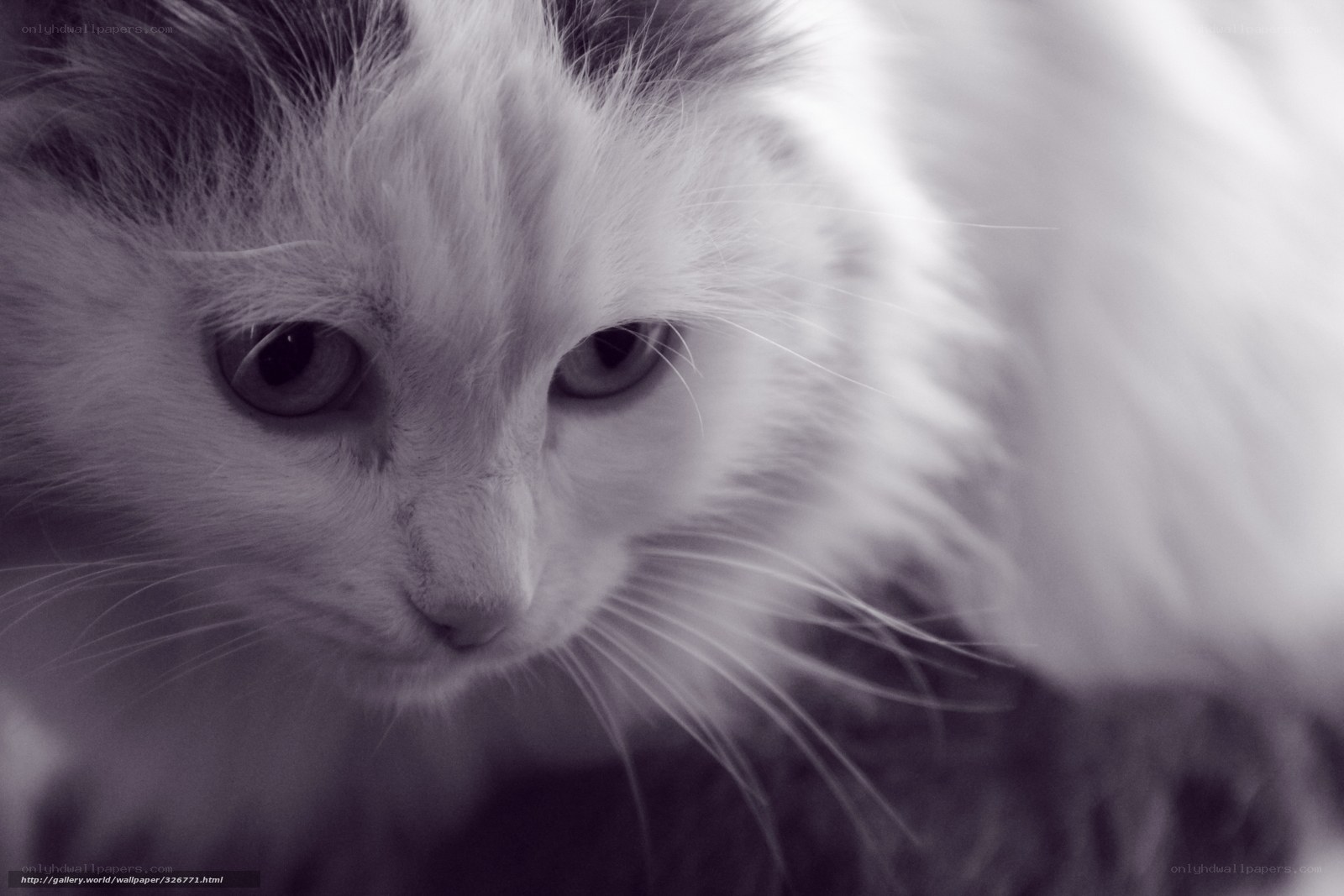 close-up of a cat