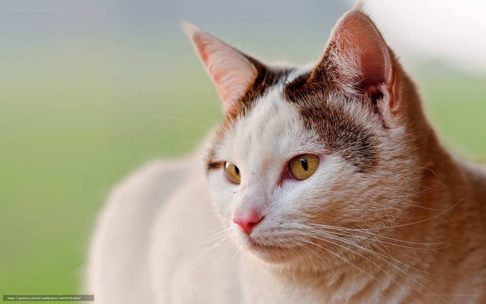 close-up of a cat