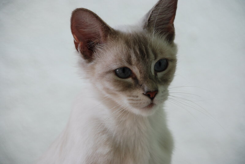 close-up of a cat