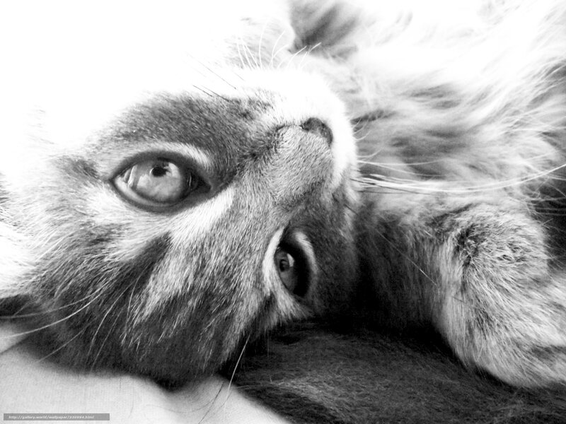 Close-up of a Cat — Black, Calm, Photograph