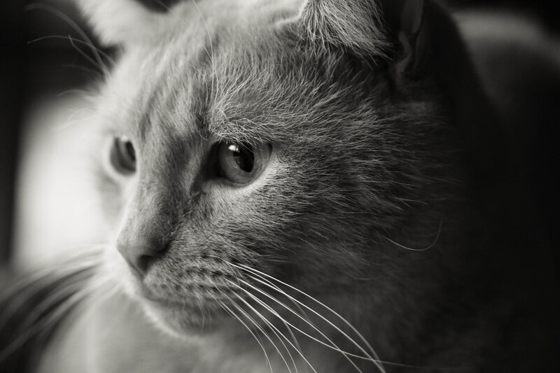 Close-up of a Cat — Black, Contemplative