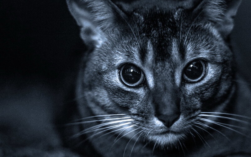 Close-up of a Cat — Black, Dramatic