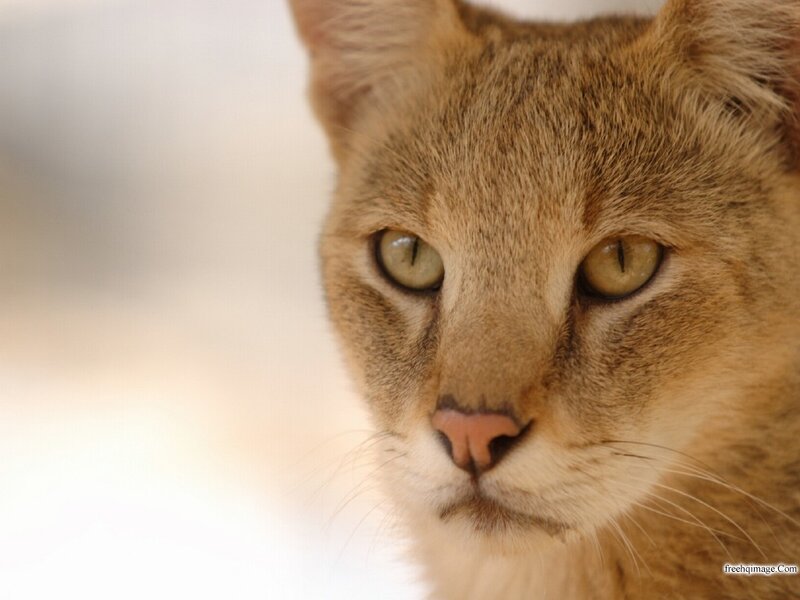 Close-up of a Cat — Brown, Calm