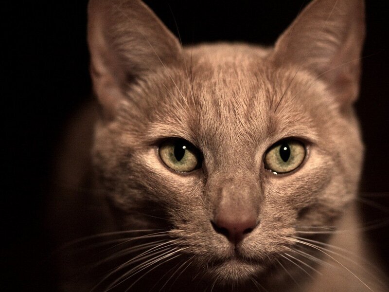 Close-up of a Cat — Brown, Intense