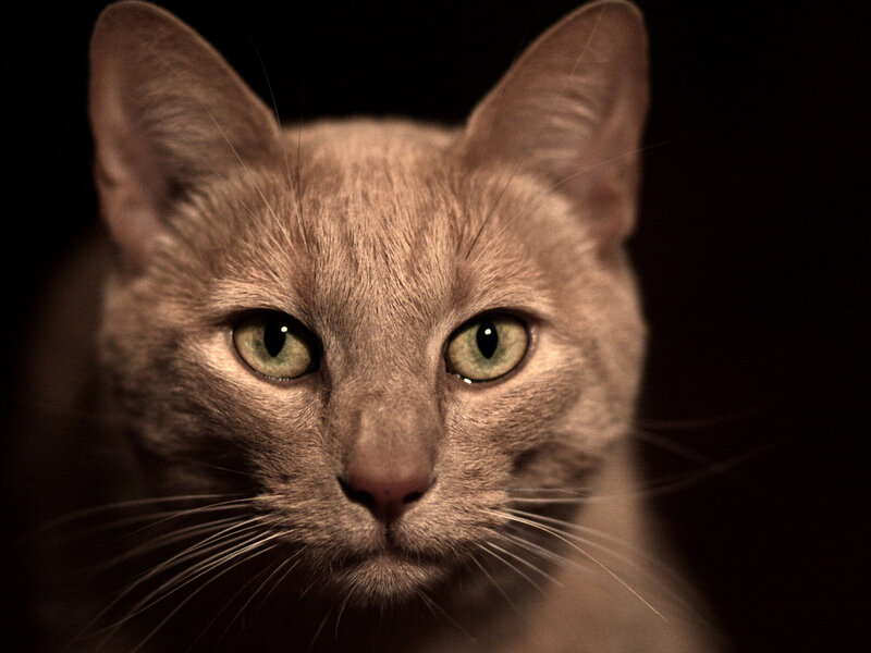 Close-up of a Cat — Brown