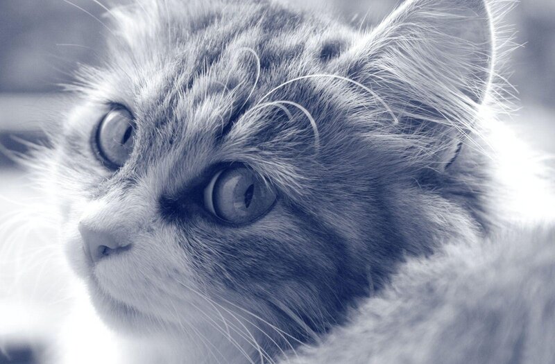 Close-up of a Cat — Gray, Calm