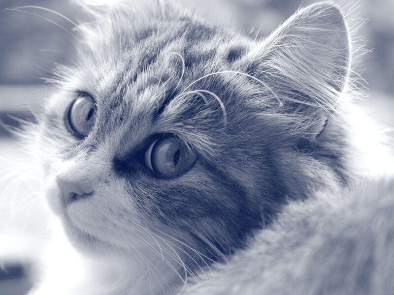 Close-up of a Cat — Gray