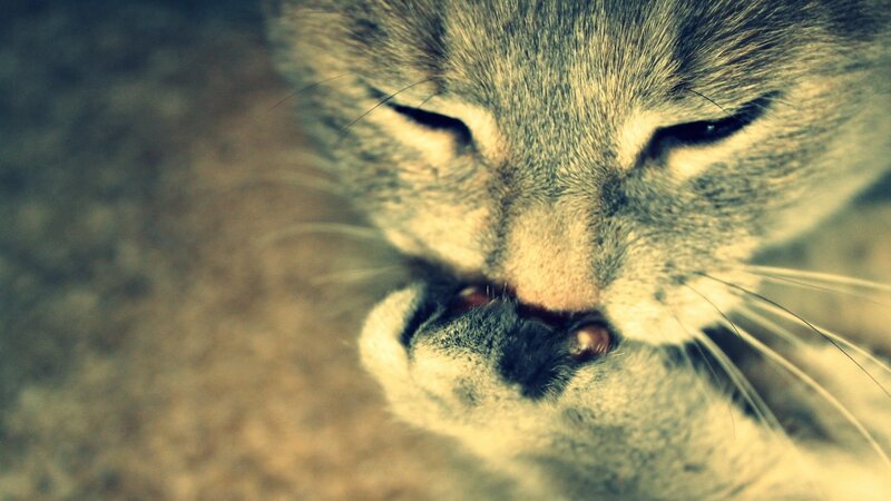 close-up of a cat grooming