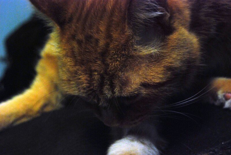 close-up of a cat grooming
