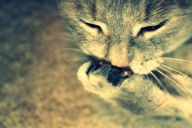 close-up of a cat grooming