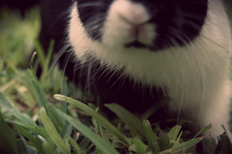 close-up of a cat in grass