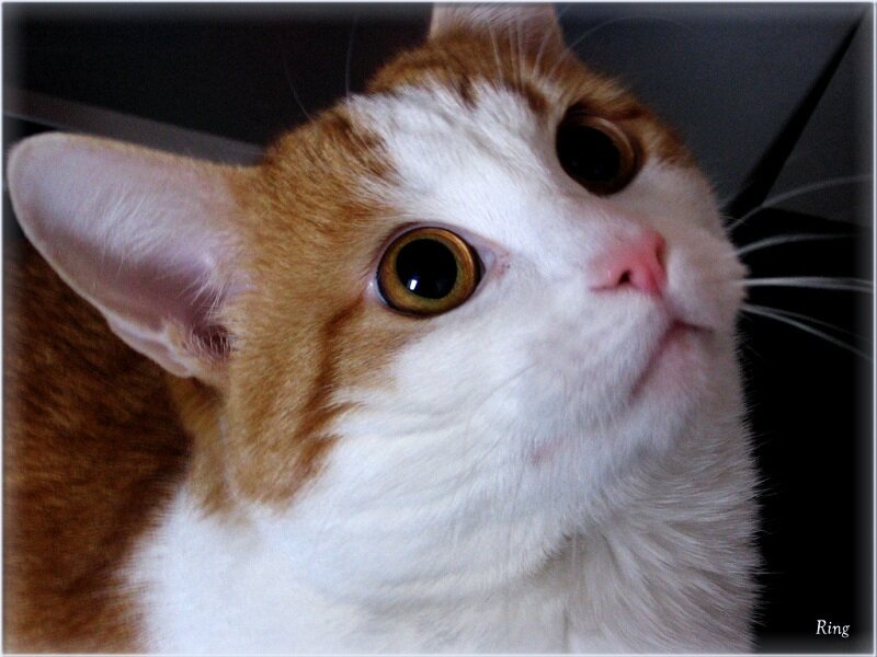 close-up of a cat looking up
