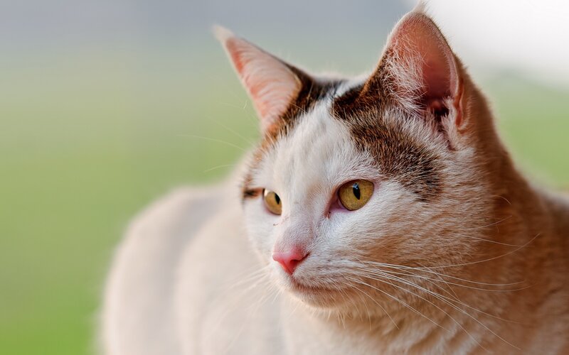 close-up of a cat outdoors