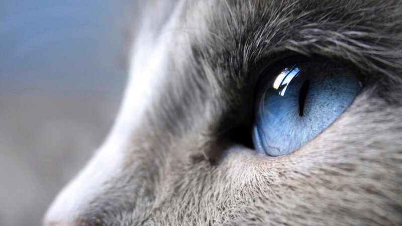 close-up of a cat's blue eye