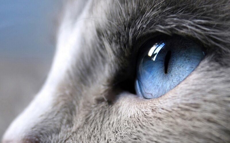 close-up of a cat's blue eye